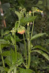 Redflower ragleaf